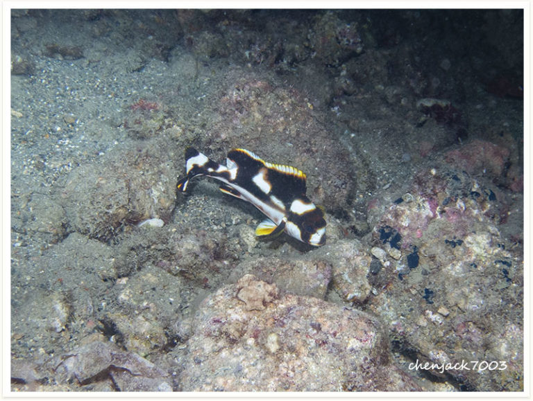 Plectorhinchus vittatus