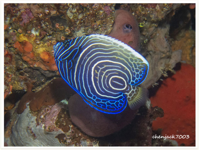 Pomacanthus imperator