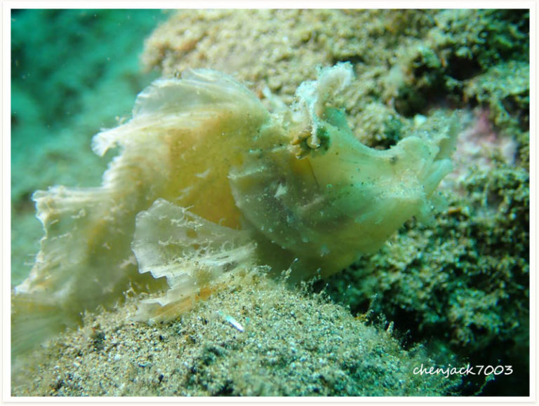 Rhinopias argoliba