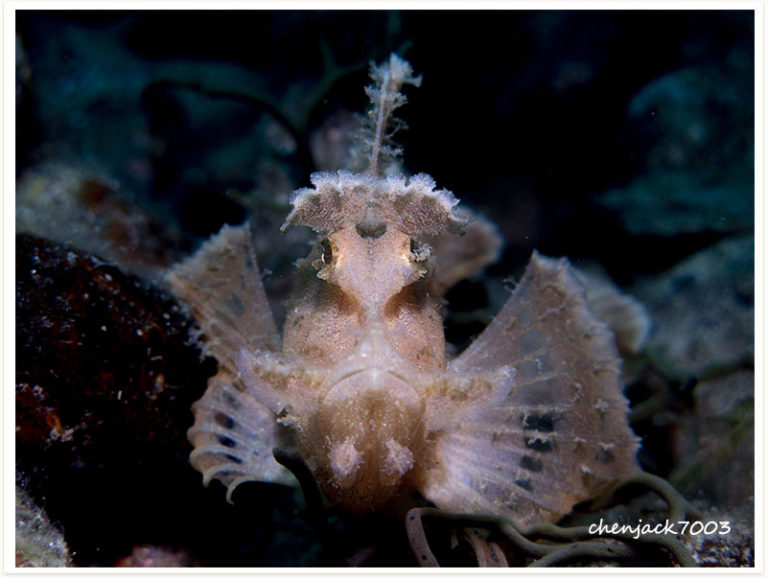 Rhinopias argoliba