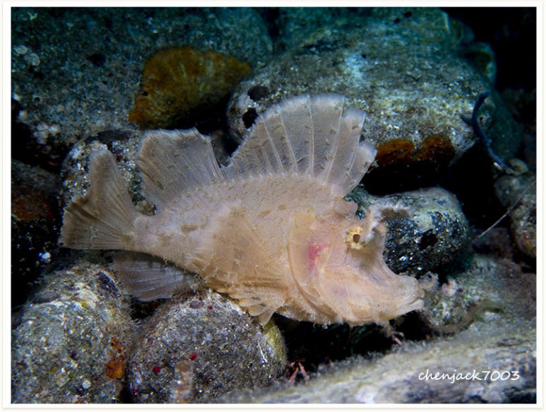 Rhinopias argoliba