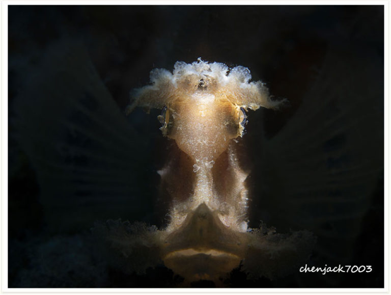 Rhinopias argoliba