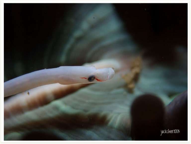 Siokunichthys nigrolineatus