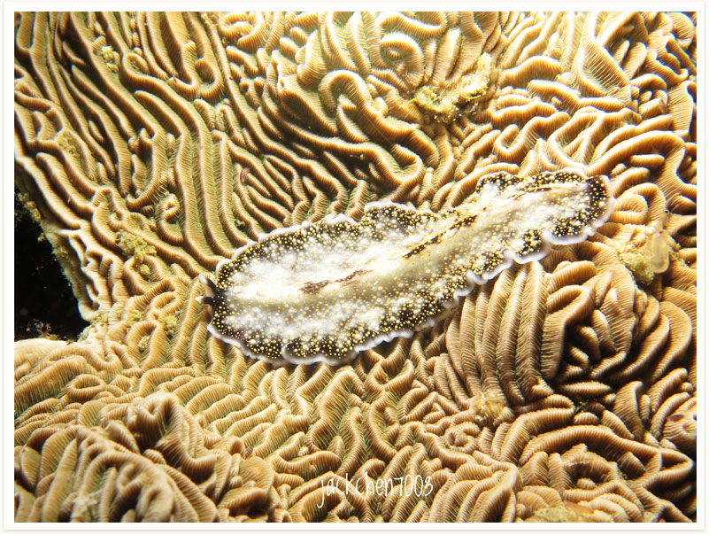 Acanthozoon sp01