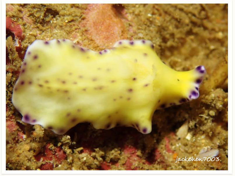 Pseudoceros laingensis