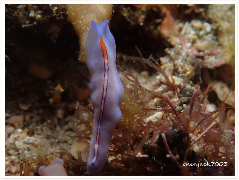 Pseudoceros liparus