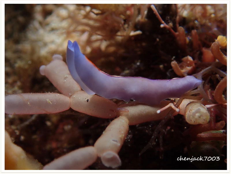 Pseudoceros liparus