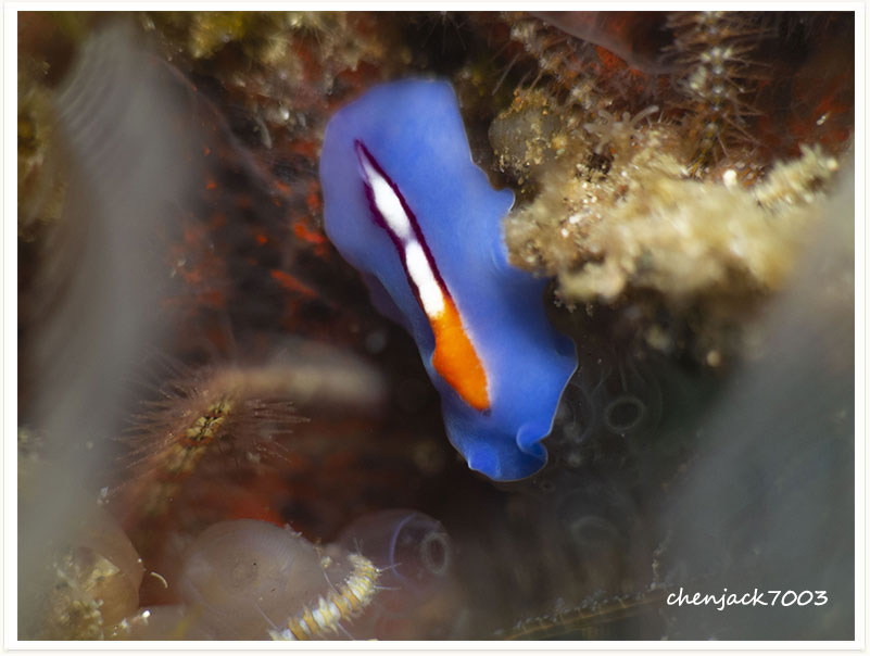 Pseudoceros liparus