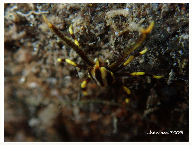 Allogalathea babai