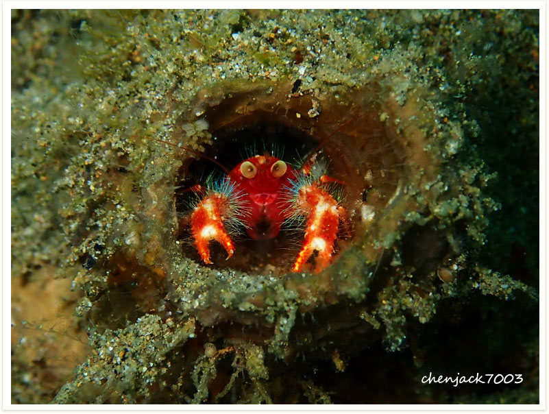 Munida olivarae
