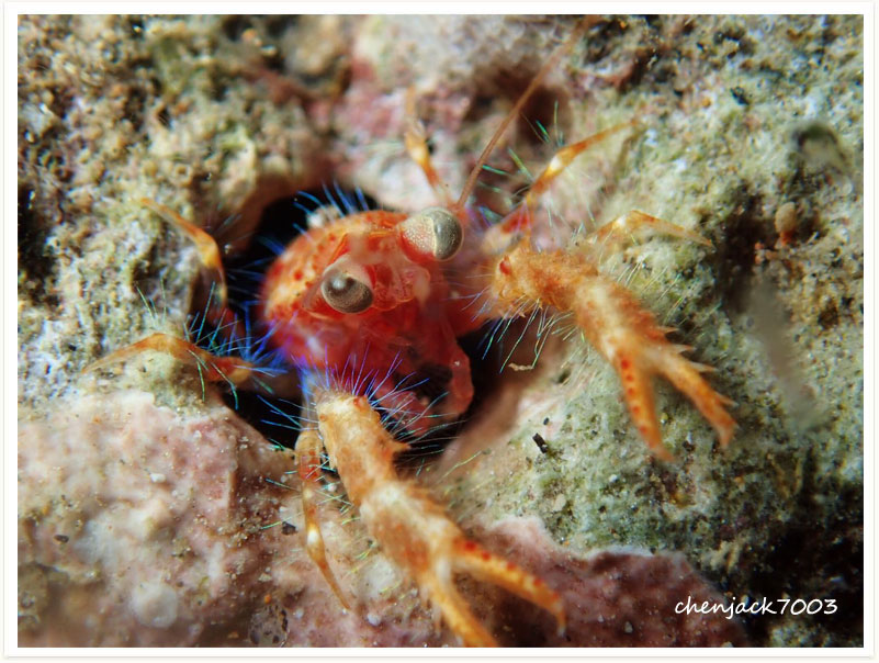 Munida olivarae