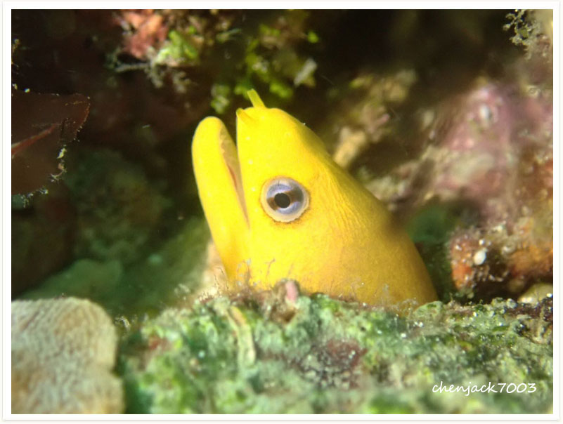 Gymnothorax melatremus