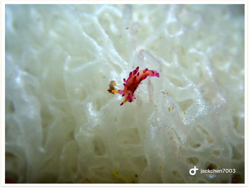 Aegires villosus