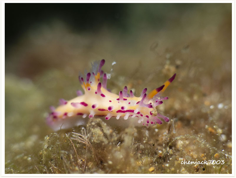 Aegires villosus