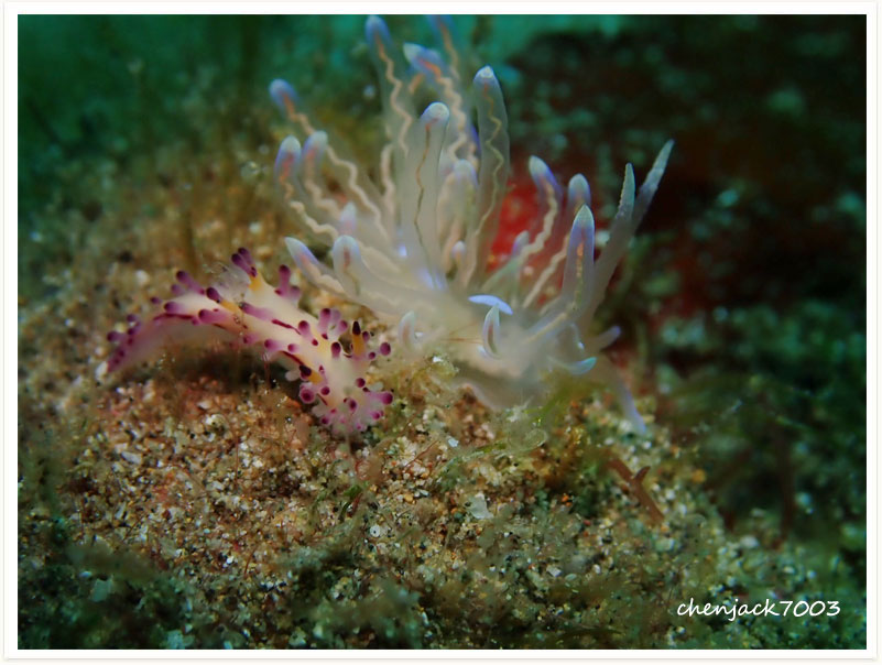 Aegires villosus