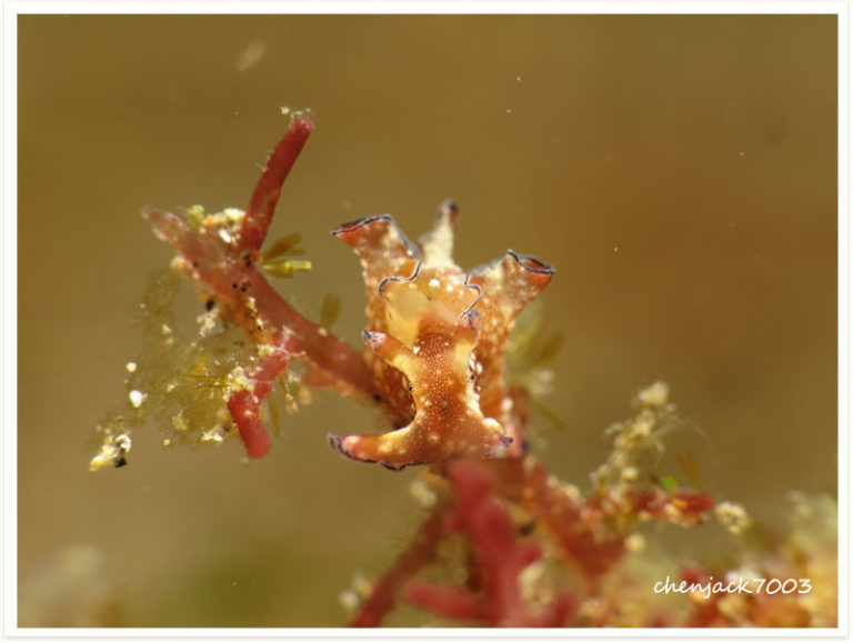 Aplysia nigrocincta