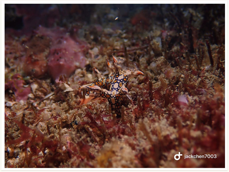Bornella anguilla