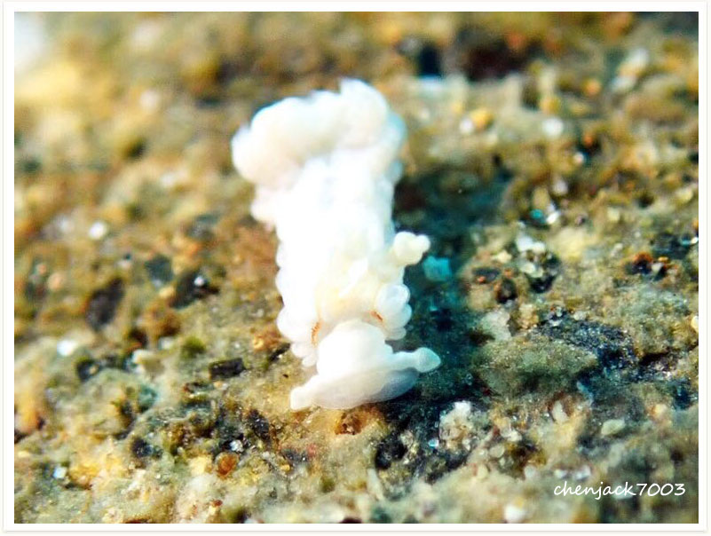 Bulbaeolidia alba