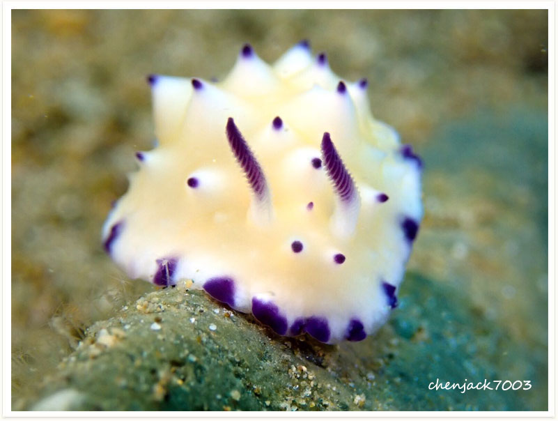 Mexichromis multituberculata