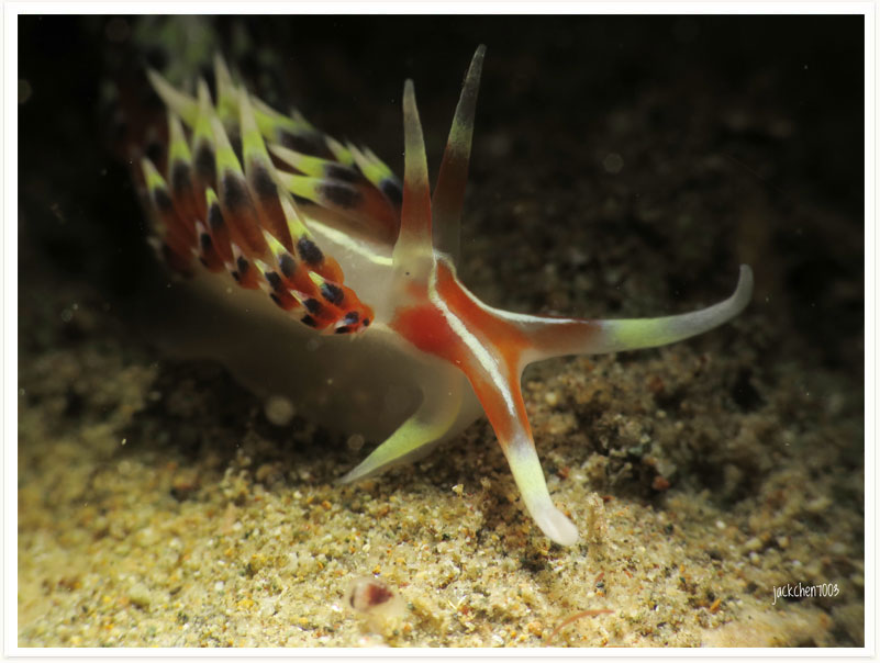 Caloria indica