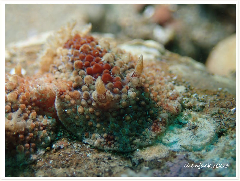 Carminodoris nodulosa