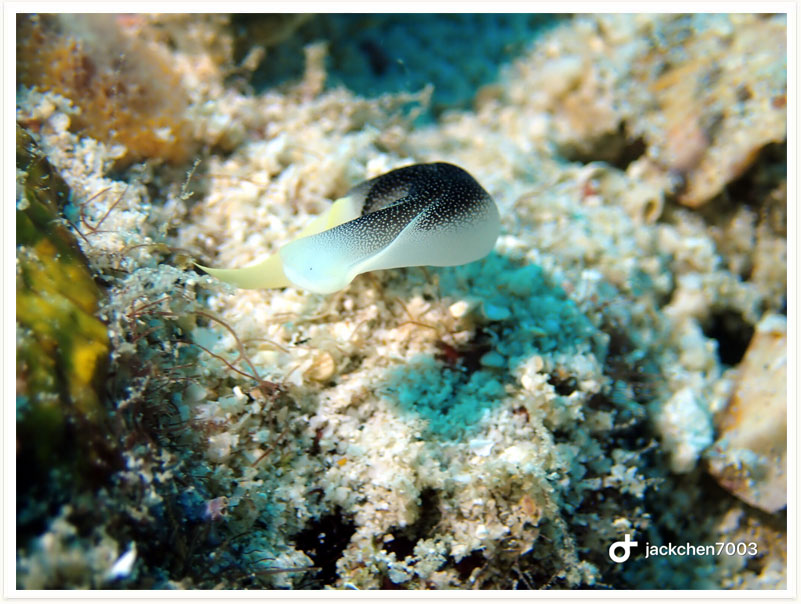 Chelidonura amoena