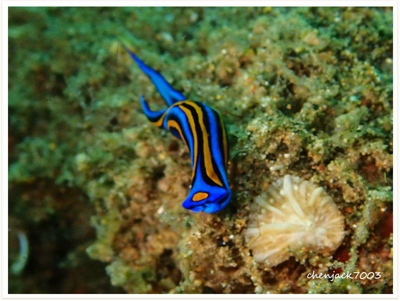 Chelidonura hirundinina