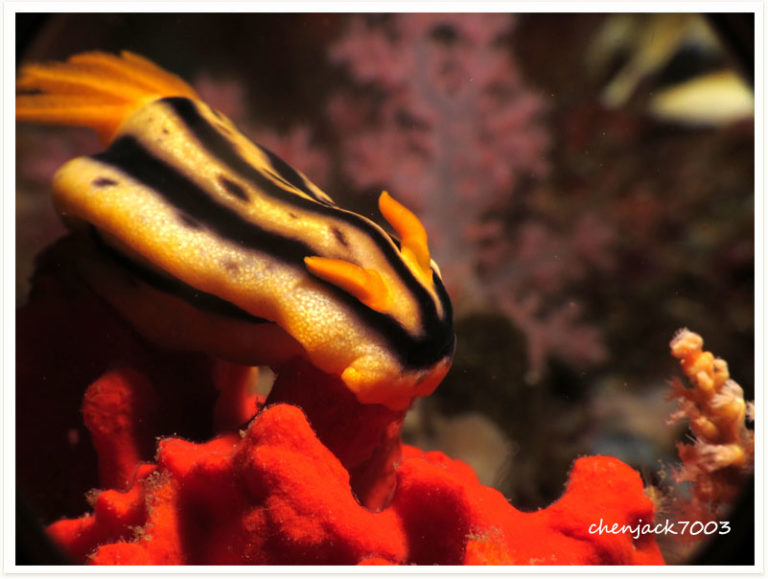 Chromodoris joshi