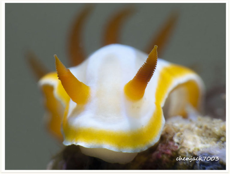 Chromodoris-sp1