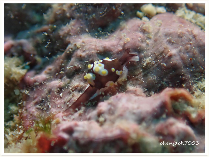 Colpodaspis thompsoni