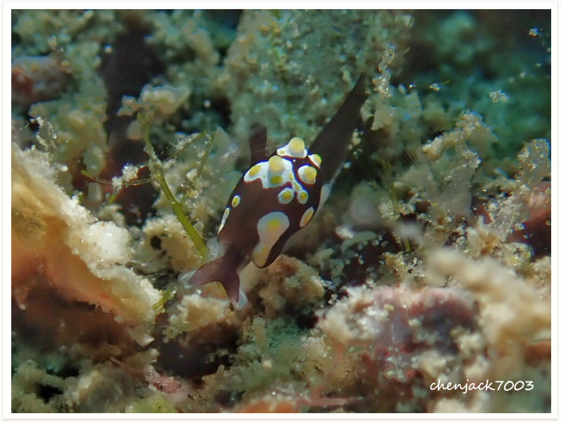 Colpodaspis thompsoni