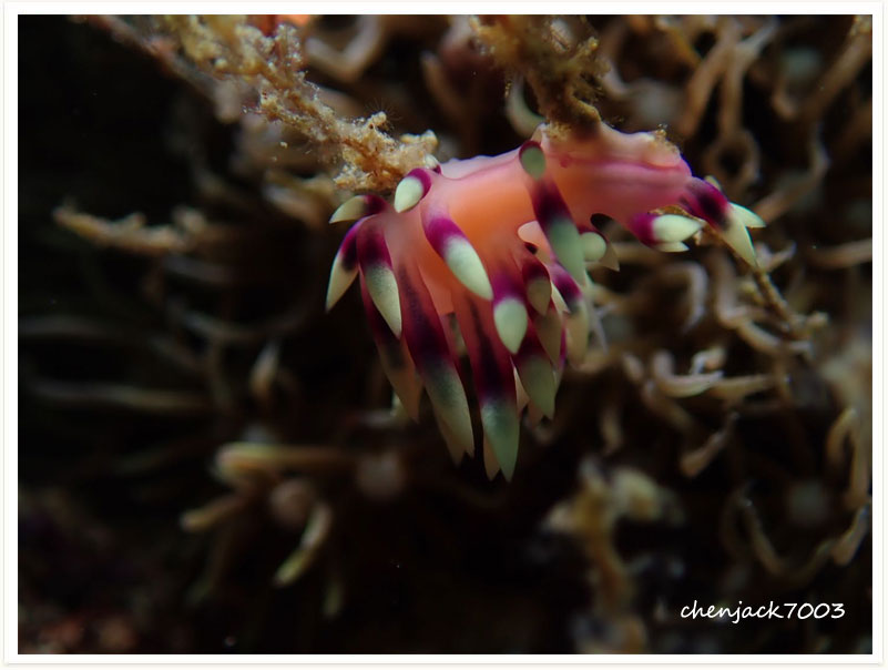 Coryphellina exoptata