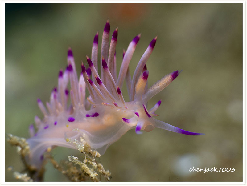 Coryphellina lotos