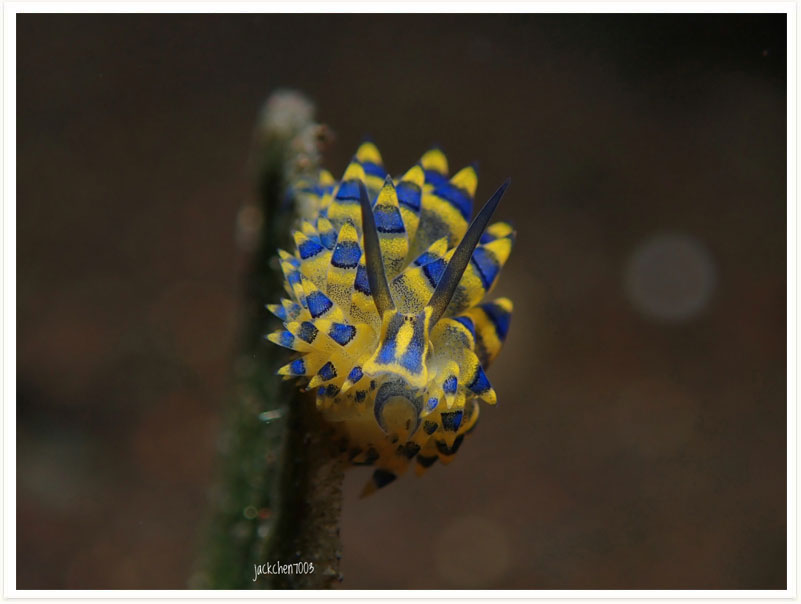 Stiliger ornatus