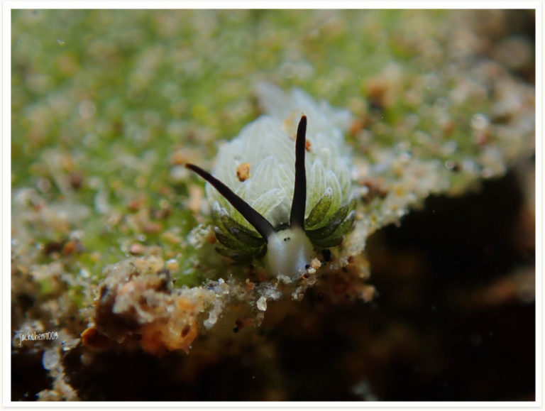 Costasiella usagi