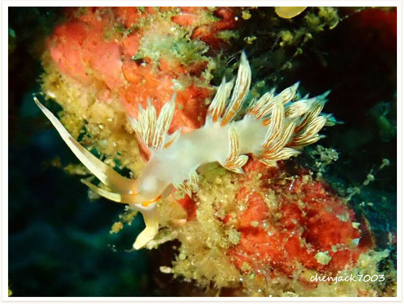 Cratena lineata