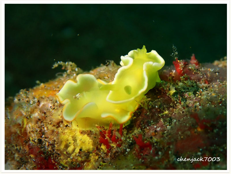 Diversidoris crocea