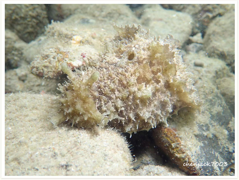 Dolabella auricularia