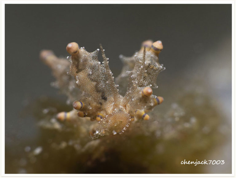 Eubranchus rubropunctatus