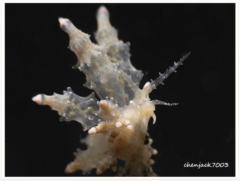 Eubranchus rubropunctatus