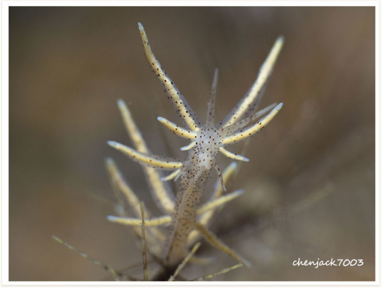 Eubranchus sp3