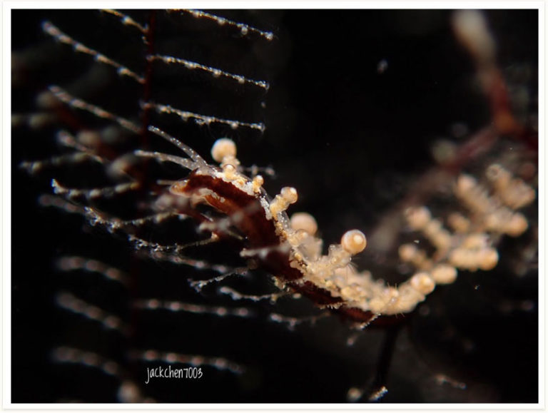 Eubranchus sp2