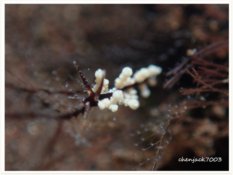 Eubranchus sp2