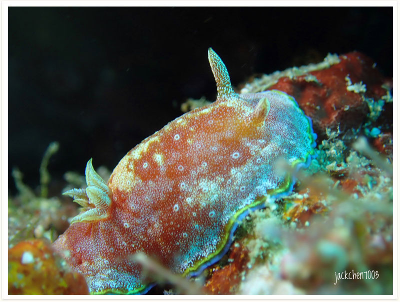 Goniobranchus albopunctatus