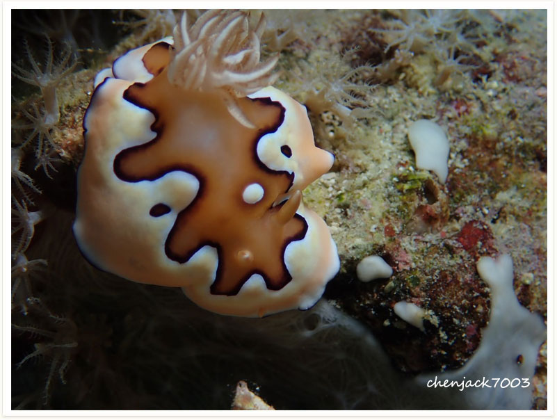 Goniobranchus coi