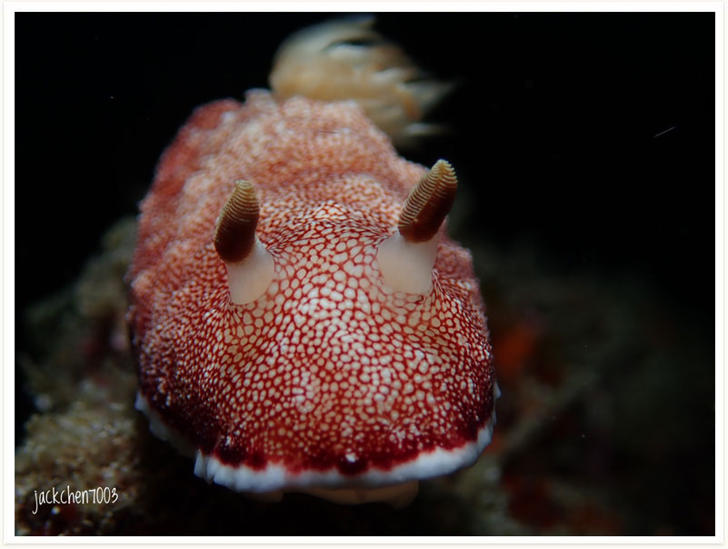 Goniobranchus reticulatus