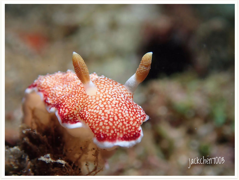 Goniobranchus reticulatus