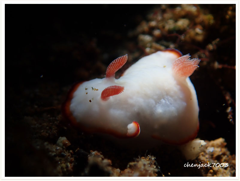 Goniobranchus verrieri