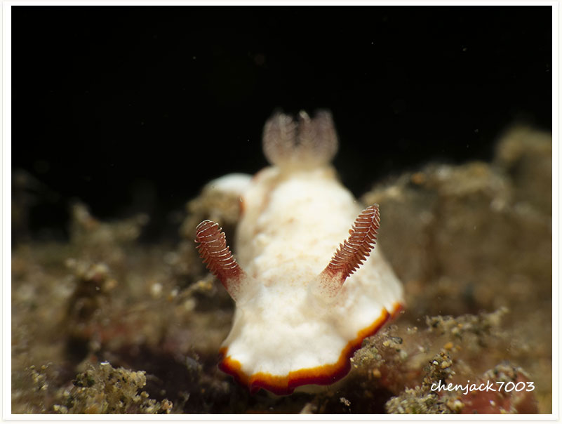 Goniobranchus verrieri