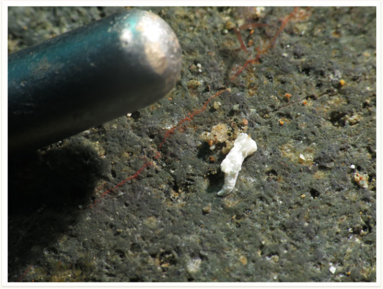 Goniodoridella